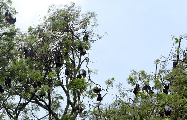 Крыланы (Pteropus giganteus) в Королевских ботанических садах, Перадения.