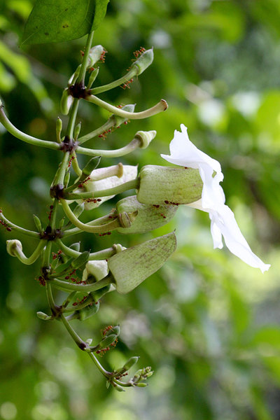 Тунбергия крупноцветковая (Thunbergia grandiflora), вариация alba. Данное вьющееся растение родом из Непала, Китая и Северной Индии. Онако в настоящее время населяет большинство регионов с тропическим климатом.