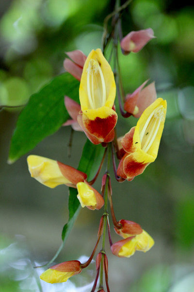 Соцветие Тунбергии майсурской (Thunbergia mysorensis). Род Тунбергии принадлежит к семейству Акантовые (Acanthaceae).