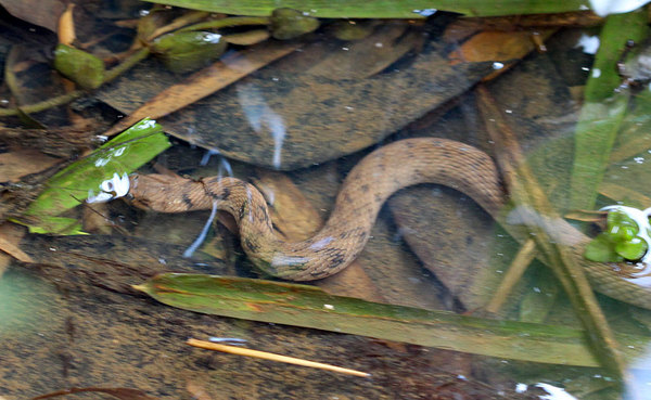 Еще одна околоводная змея - Уж-рыболов Шнайдера (Xenochrophis piscator)
