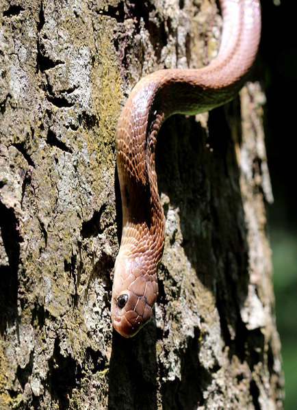 По отсутствию скулового щитка и темным пятнам позади головы можно полагать, что это Индийская кобра (Naja Naja).