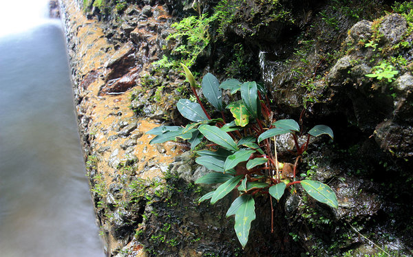 Bucephalandra bogneri, Ranchan, Sarawak