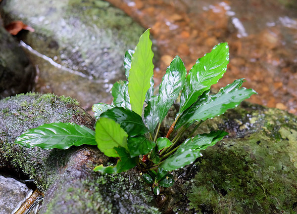 Piptospatha viridistigma, Ranchan, Sarawak