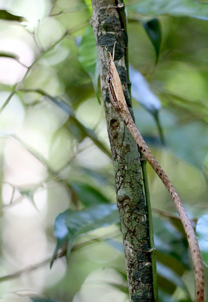 Припудренная плетевидка (Ahaetulla pulverulenta). Обитатель Шри-Ланки, Индии и Бангладеш.