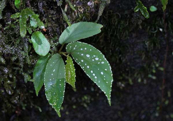 Бегонии (Begonia sp.), хотя и имеют привлекательную окраску листьев, в условиях низкой освещенности не достигают своих максимальных размеров. Лес Синхараджа, Шри-Ланка.