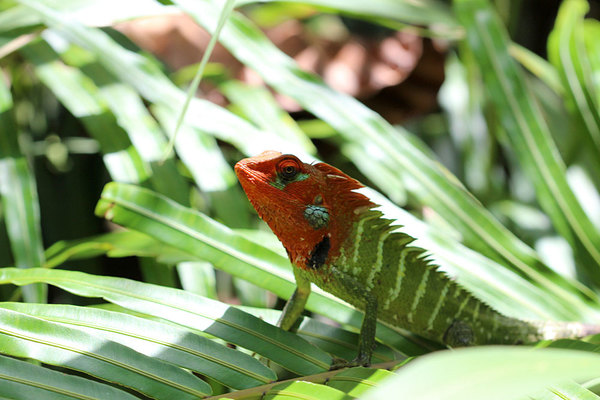 Самец обыкновенного калота (Calotes calotes). Самца отличает ярко-красная окраска головы. Калоты предпочитают ярко-освещенные участки леса. Лес Синхараджа, Шри-Ланка.