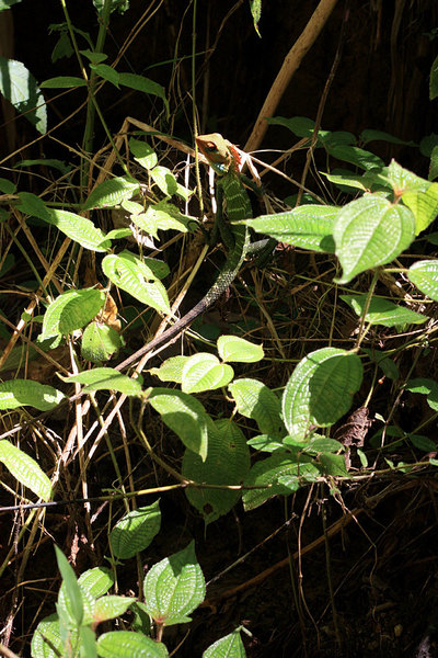 Клидемия жестковолосая (Clidemia hirta). Тот факт, что это инвазивное растение из Американских Неотропиков широко распространено в лесу Синхараджа, не делает последнему чести. Клидемия может угражать многим эндемичным растениям, вытесняя их из естественных мест обитания.