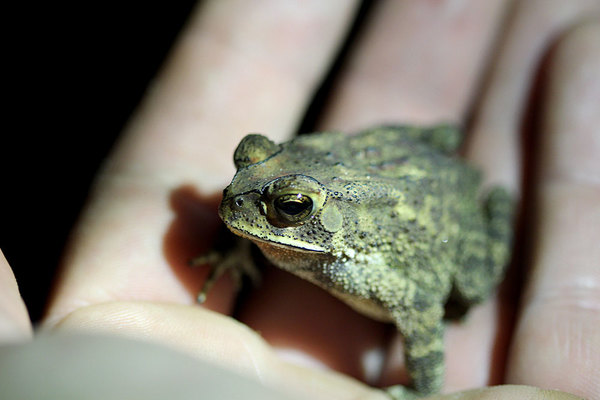 Чернорубцовая жаба (Duttaphrynus melanostictus). Основная активность этой амфибии приходится на ночные часы. Лес Синхараджа, Шри-Ланка.
