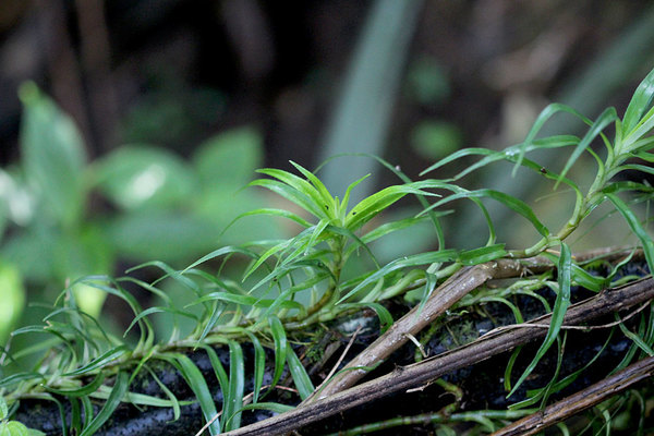 Фрейсинетии (Freycinetia sp.). Миниатюрные представители семейства Пандановые предпочитают в качестве опоры использовать не только камни, но и стволы деревьев.