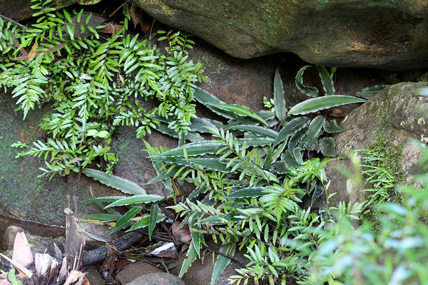 Лагенандра Твейтса (Lagenandra thwaitesii) имеет изящные ланцетные листья, подернутые по кромке мелкой волной. Лес Синхараджа. Шри-Ланка.
