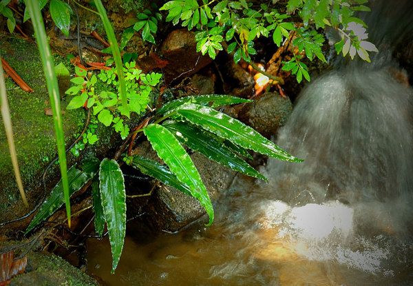 отдельные экземпляры лагенандры Твейтса (Lagenandra thwaitesii) также встречаются в устьях небольших ручьев. Лес Синхараджа, Шри-Ланка.