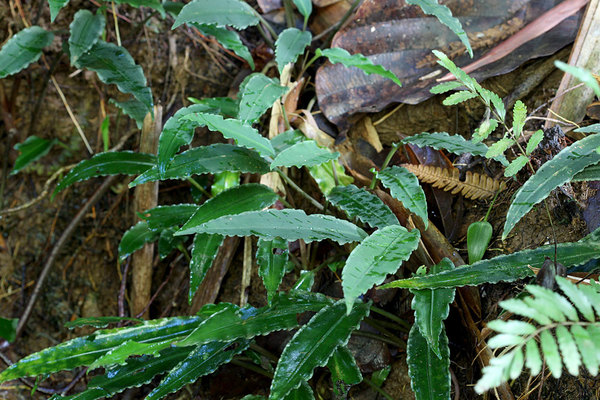 В тени лагенандра Твейтса (Lagenandra thwaitesii) вытягивается и образует длинные черешки. Тем не менее, этот вид легко опознать по характерной форме листовой пластины. Sinharaja Forest Reserve, Sri Lanka.