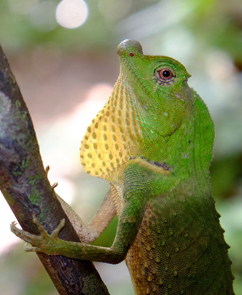 Шишконосая агама (Lyriocephalus scutatus). Единственный представитель рода Lyriocephalus. Название связано с необычной формой носовой части головы. Sinharaja Forest Reserve, Sri Lanka.