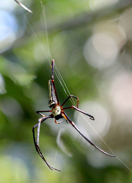 Яд паука (Nephila pilipes) имеет нейротоксичный эффект, но смертельной опасности для человека не представляет. Sinharaja Forest Reserve, Sri Lanka.