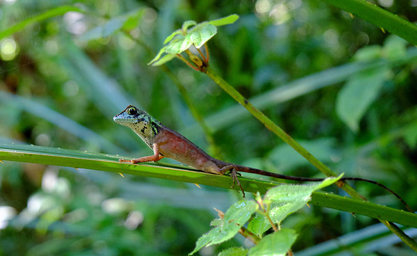 Цейлонская скрытоухая агама (Otocryptis wiegmanni). Больше половины длинны этой агамы составляет хвост. Sinharaja Forest Reserve, Sri Lanka