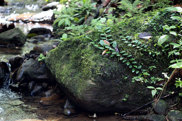 На камнях в ручьях растут небольшие потосы (Pothos sp.). Эти мелкие лианы из семейства Ароидные (Araceae) широко распространены в азиатских тропиках.