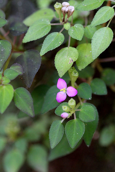 Сонерила лесная (Sonerila silvatica) - потенциально интересное растение для содержания в домашних палюдариумах и флорариумах. Sinharaja Forest Reserve, Sri Lanka. 