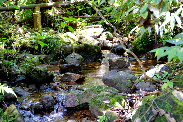 Небольшой горный ручеек. Sinharaja Forest Reserve, Deniyaya, Sri Lanka.