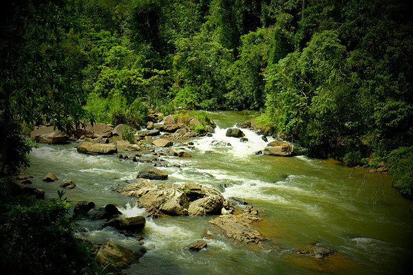Один из притоков реки Gin Ganga (Sinharaja Forest Reserve, Sri Lanka).