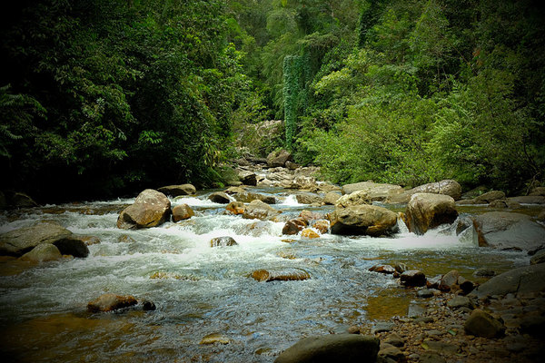 Крупные притоки реки Gin Ganga очень живописны. Место обитания ароидного растения лагенандры Твейтса (Lagenandra thwaitesii). Шри-Ланка.