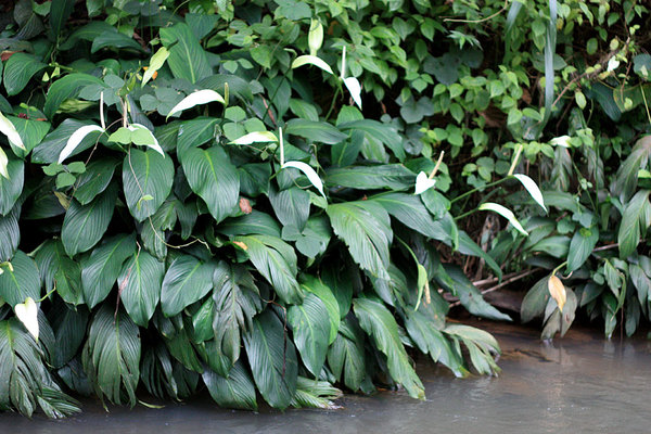 Спатифиллум (Spathiphyllum sp.) в реке неподалеку от Madampe растет в непосредственной близости от кустов лагенандры