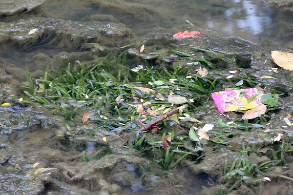 Большое количество техногенного мусора - типичная картина для водоемов Шри-Ланки. Помимо мусора и водорослей на данной фотографии также можно заметить аквариумное растение - Валлиснерию (Vallisneria sp.)