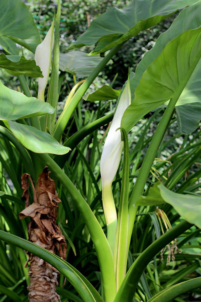 Тифонодорум Линдли (Typhonodorum lindleyanum) внешне напоминает Банан (Musa), из-за чего его иногда называют "водным бананом"