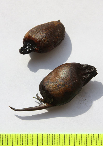 Семена тифонодорума Линдли (Typhonodorum lindleyanum). У нижнего можно заметить молодой росток