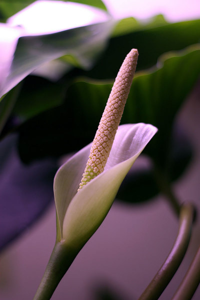Анубиас Афцелиуса (Anubias afzelii). Второй день цветения. Покрывало начинает закрываться, прикрывая в первую очередь женскую часть початка.
