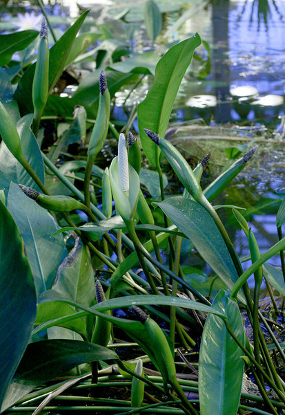 Обильное цветение анубиаса Афцелиуса (Anubias afzelii) в ботаническом саду. Растение длительное время держит отцветшие соцветия. В редких случаях возможно самоопыление и образование плодов.