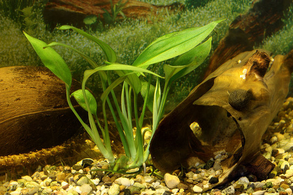 Эпипремнум (Epipremnum amplissimum) в аквариуме