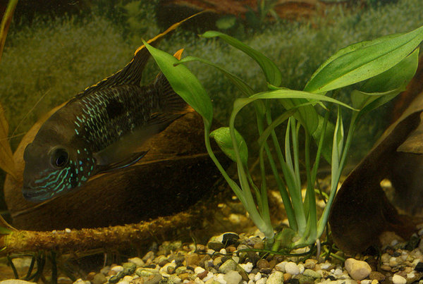 Эпипремнум (Epipremnum amplissimum) в аквариуме с бирюзовыми акарами