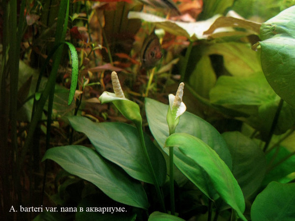 Карликовый анубиас (Anubias barteri var. nana). Цветение в аквариумею