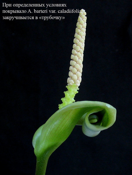 Соцветие Anubias barteri var. caladiifolia