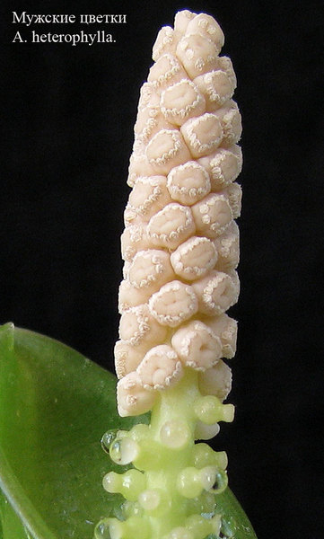 Мужская часть соцветия Anubias heterophylla