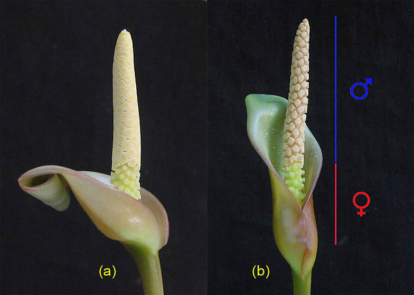 Соцветие A. sp. Gabon (синоним A. barteri): (a) первый день цветения, (b) третий день (покрывало не полностью закрывает женскую часть початка)