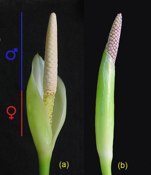 Соцветие Anubias afzelii: (a) фаза цветения женских цветков, (b) цветение мужской зоны в завершающей стадии (женские цветки плотно закрыты покрывалом)