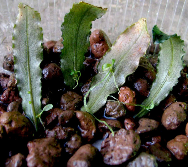 Черенки листьев с детками гибрида Bucephalandra sordidula x Bucephalandra spathulifolia