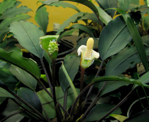 Соцветие и плод у буцефаландры Богнера (Bucephalandra bogneri)