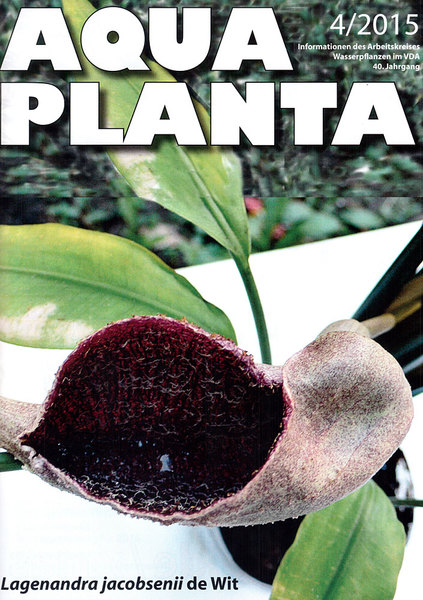 Обложка журнала Aqua Planta 4 (2015) с изображением соцветия Лагенандры Якобсена (Lagenandra jacobsenii).