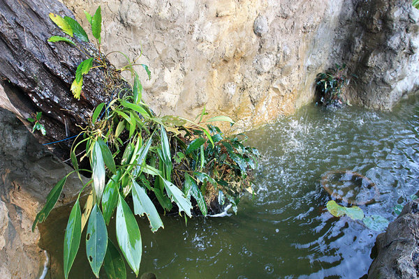 Искусственный водопад с аридарумом и буцефаландрой