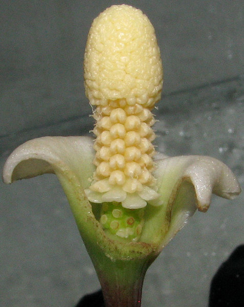 Соцветие Bucephalandra sp. Padawan имеет более смазанный рисунок стерильных мужских цветков