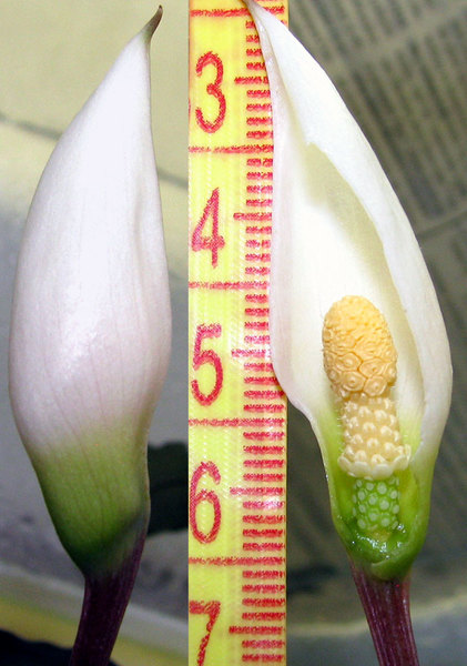 Соцветие Bucephalandra sp. Serian имеет нехарактерные для буцефаландры Богнера стерильные тычинки шестиугольной формы