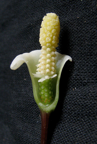 Соцветие Bucephalandra sp. "Stripes" Tapah имеет более выраженный рисунок стерильной мужской части