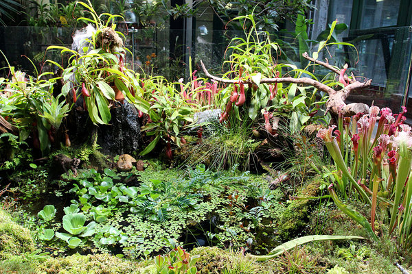 В середине экспозиции хищных растений расположен небольшой водоем с плавающими водными растениями