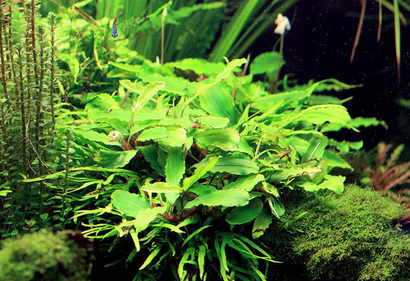 На аквариумной экспозиции можно встретить буцефаландры (Bucephalandra), которые даже под водой умудряются непрерывно цвести
