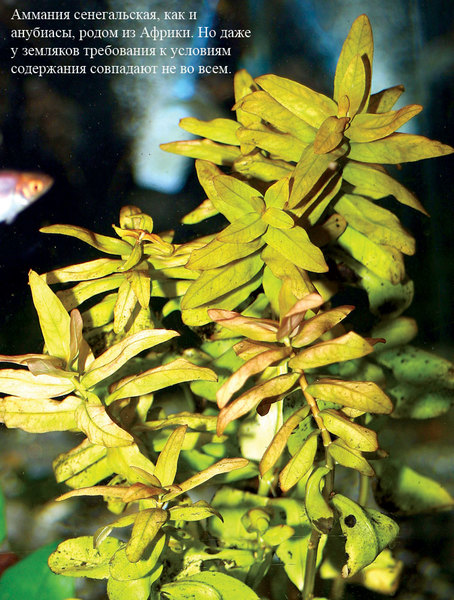 Аммания сенегальская (Ammania senegalensis), в отличие от анубиаса предпочитает более интенсивное освещение.