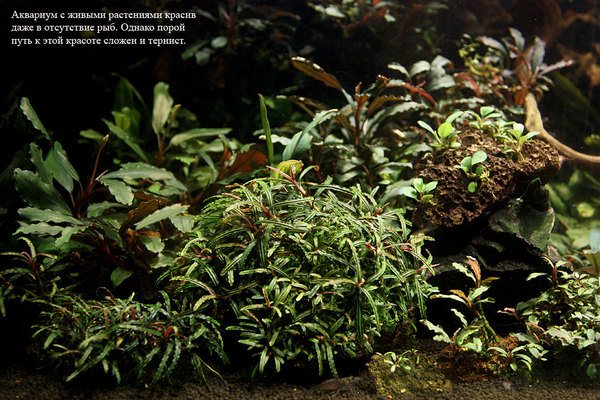 Аквариум, оформленный различными видами буцефаландр. Сфотографировано в коллекции К. Пахомова