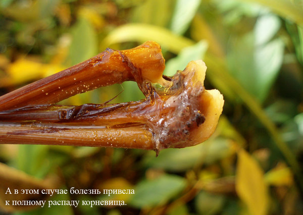 В данном случае ризомная гниль полностью уничтожила корневище анубиаса, оставив лишь черешки листьев.