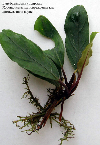 Буцефаландра Киши (Bucephalandra kishii) из природы. Поврежденная корневая система часто является признаком нематодоза.